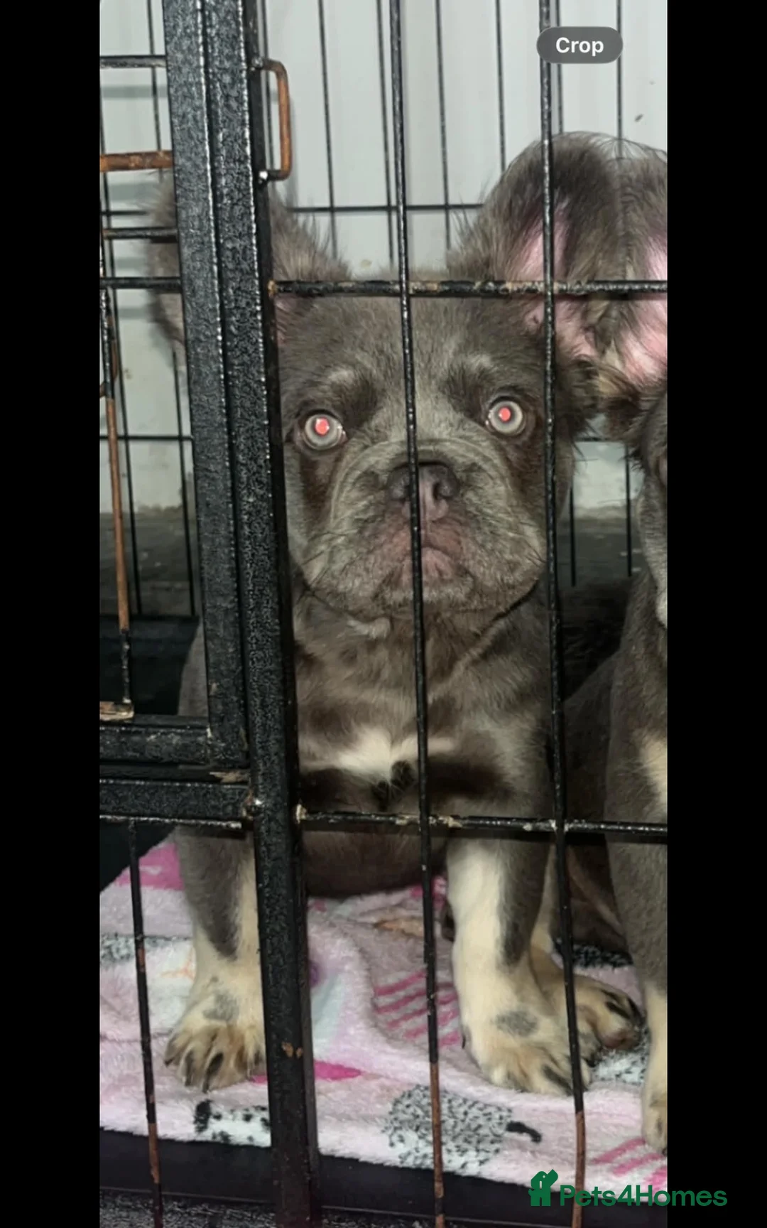 French Bulldog dogs for sale: FLUFFY FRENCHIES - Advert 2