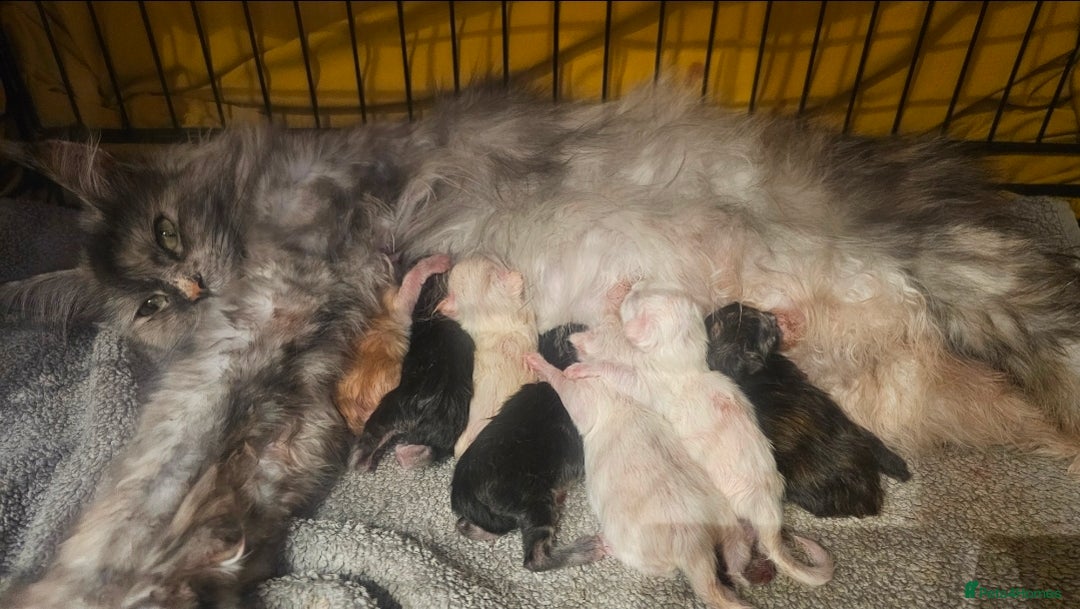 Maine Coon cats for sale: TICA maine coon kittens ready to leave - Advert 8