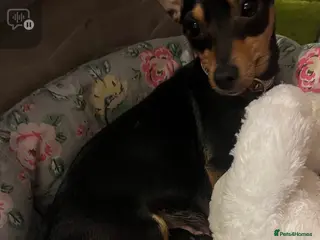 Jack Russell dogs Miniature rare natural bobtailed jack Russells - Advert 2