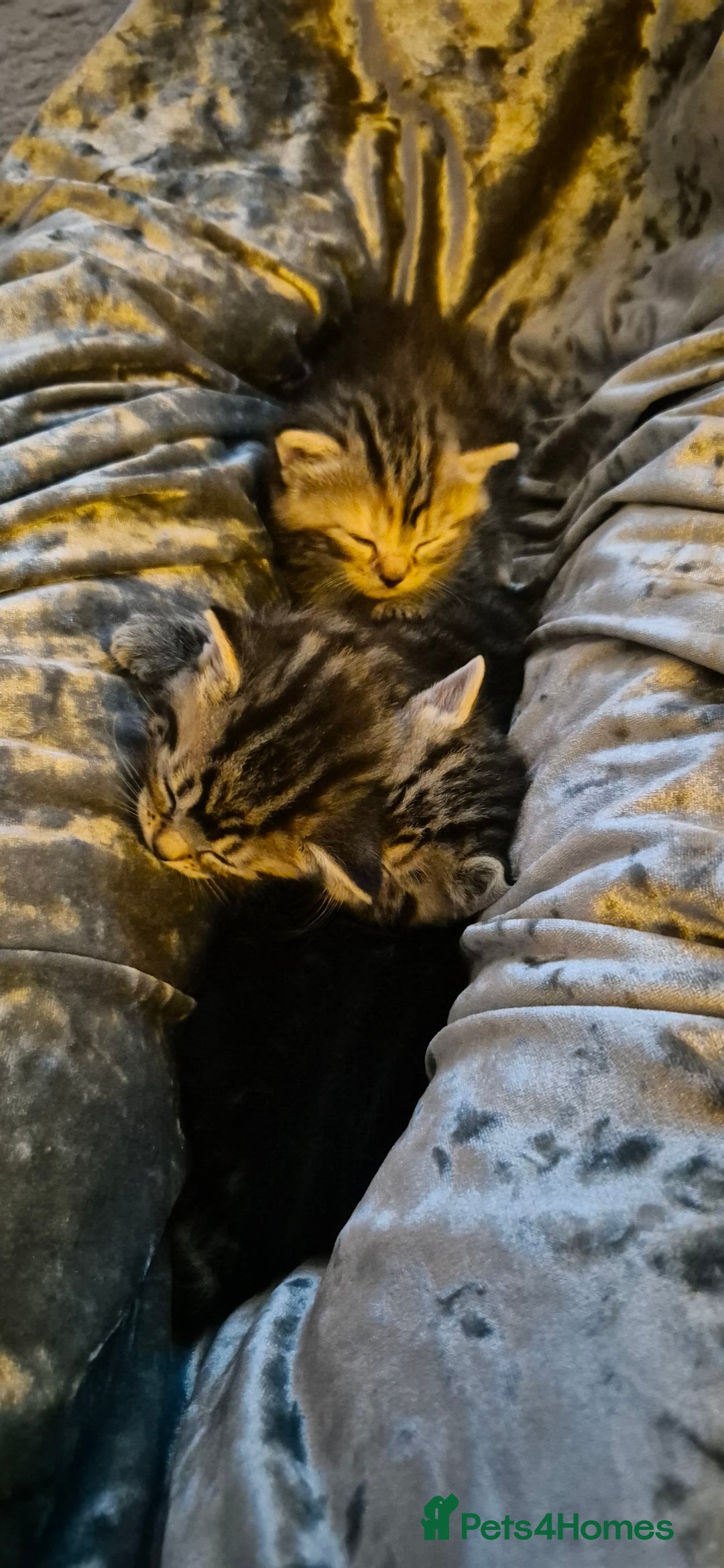Mixed Breed cats for sale: Tabby/ginger kittens for sale  - Advert 10