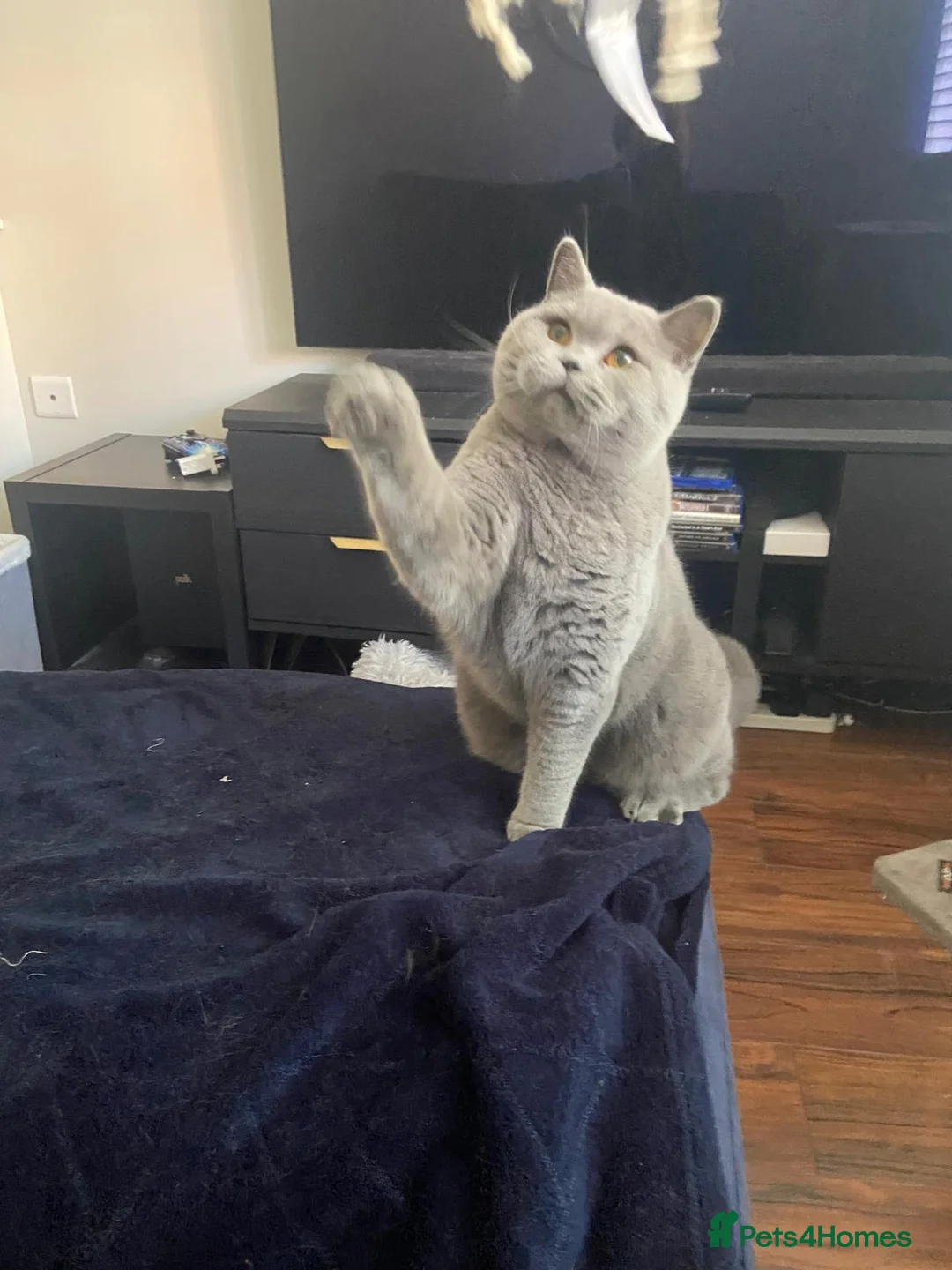 British Shorthair cats for sale: Rehoming our Blue British Shorthair in Wakefield - Advert 7