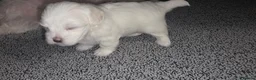 Maltese dogs for sale: Maltese puppies - Advert 11