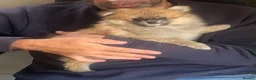 Pomeranian dogs for sale: Beautiful teddy faced female  - Advert 6