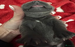 Staffordshire Bull Terrier dogs for sale: BEAUTIFUL STAFFORDSHIRE BULLTERRIER PUPPIES - Image 7