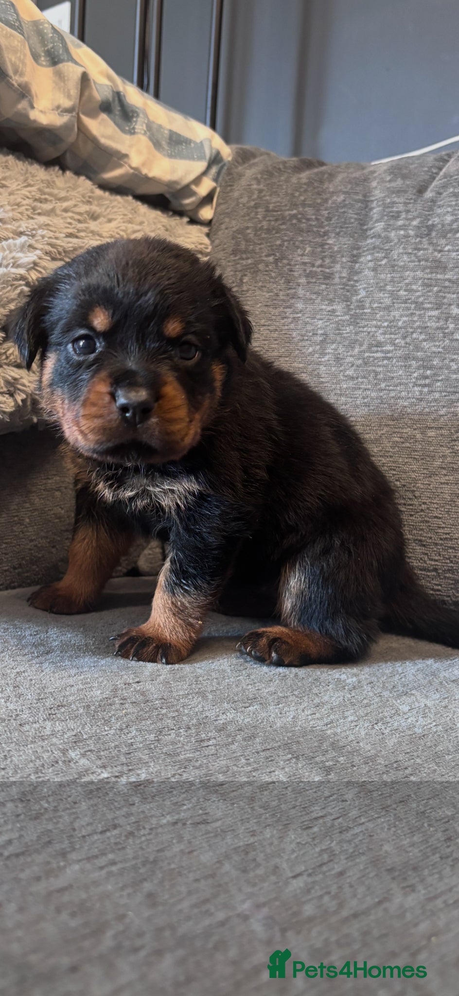 Rottweiler dogs ELITE KC REGISTERED GERMAN ROTTWEILER PUPPIES  - Advert 2