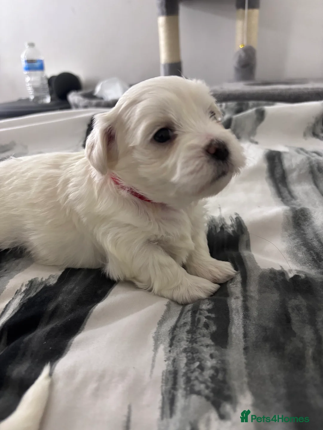 Maltese dogs for sale: Maltese Puppy - Advert 4
