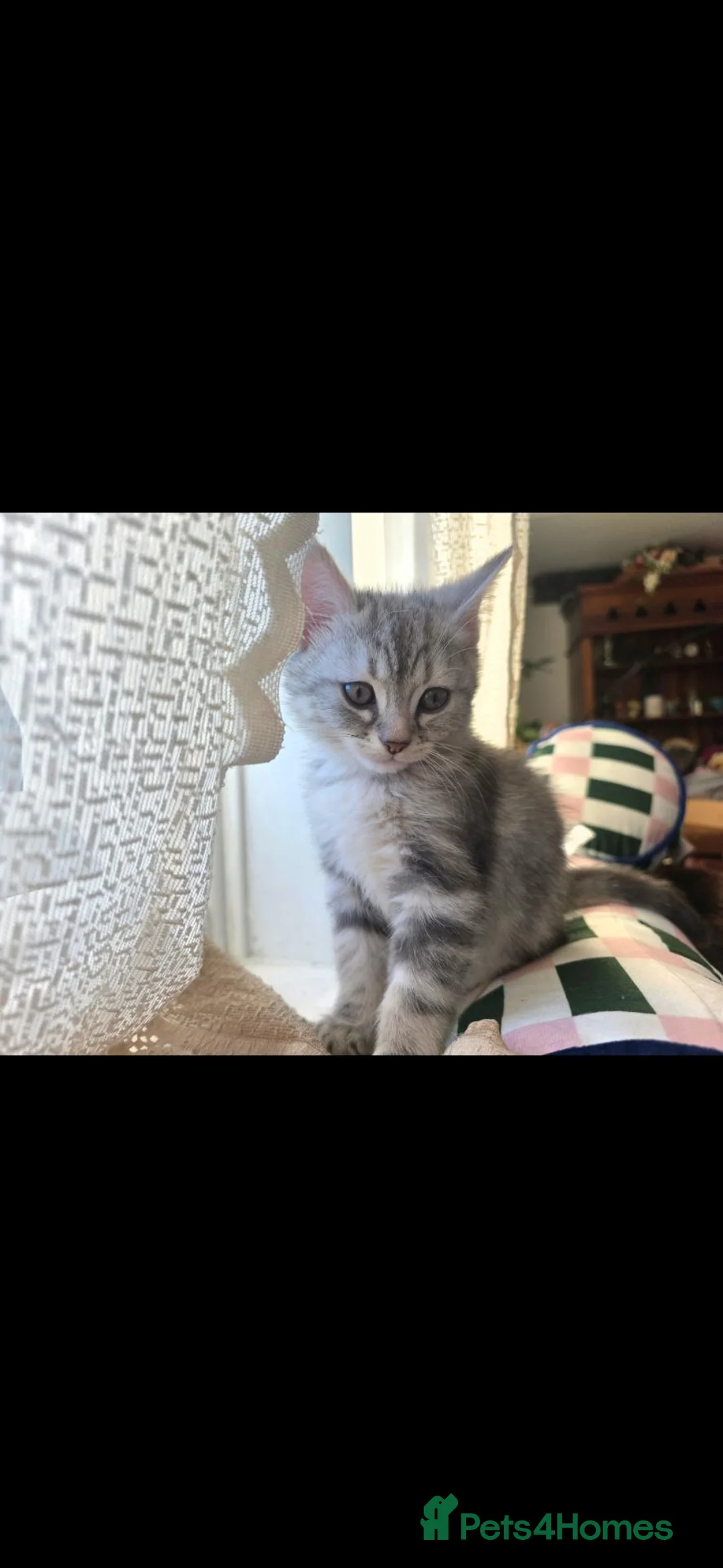 Mixed Breed cats for sale: Last 2 persian x dsh - Advert 2