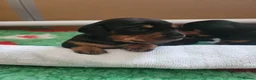 Miniature Dachshund dogs for sale: 3 Stunning Black/Tan Mini Dachshund Girls - Advert 32
