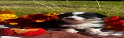 Welsh Corgi Pembroke dogs for sale: Stunning corgi puppies show quality  - Advert 8