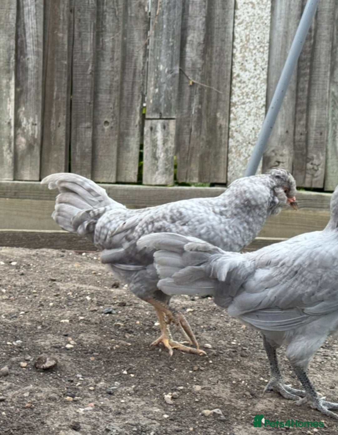 Chickens poultry for sale: Bantam Araucana boys - Image 1
