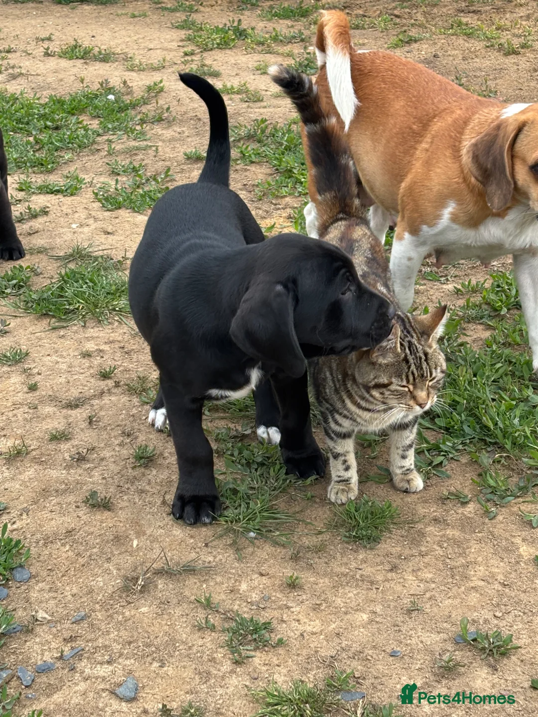 Mixed Breed dogs for sale: Beautiful boy ready to leave now. - Advert 1