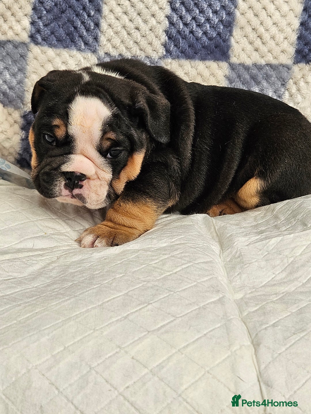 English Bulldog dogs for sale: Kc british bulldog pups💙❤️ - Image 8