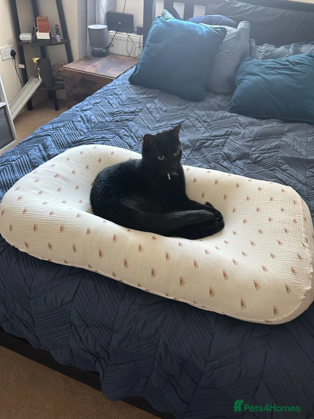 British Shorthair cats for sale: Pepper - Advert 5