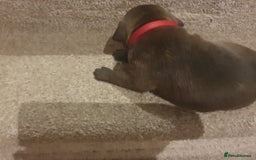 Staffordshire Bull Terrier dogs for sale: Staffordshire Bull Terrior Pups - 9 in total. - Image 34