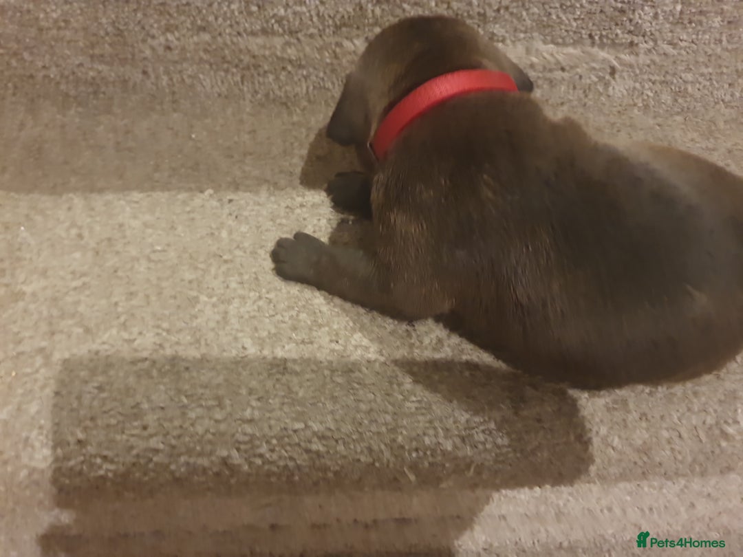 Staffordshire Bull Terrier dogs for sale: Staffordshire Bull Terrior Pups - 9 in total. - Image 34