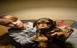 Cocker Spaniel dogs for sale: 3 Gorgeous Cocker Spaniel Puppies  - Advert 3