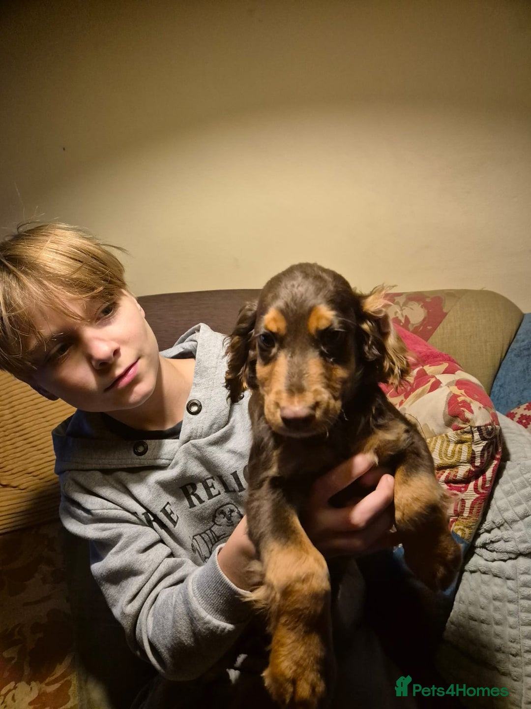 Cocker Spaniel dogs for sale: 3 Gorgeous Cocker Spaniel Puppies  - Advert 3