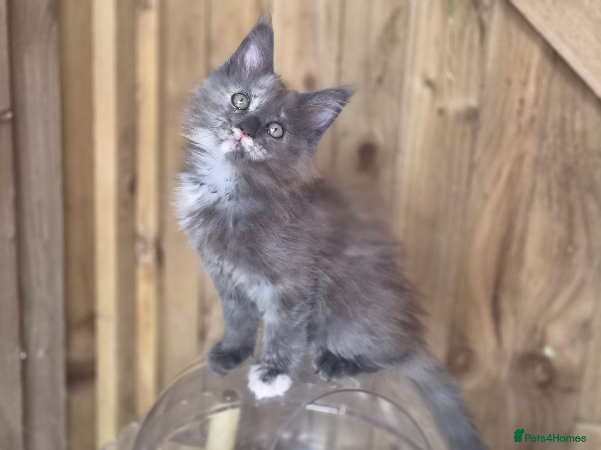 Maine Coon cats Pure Bred Maine Coon Kittens - Advert 8