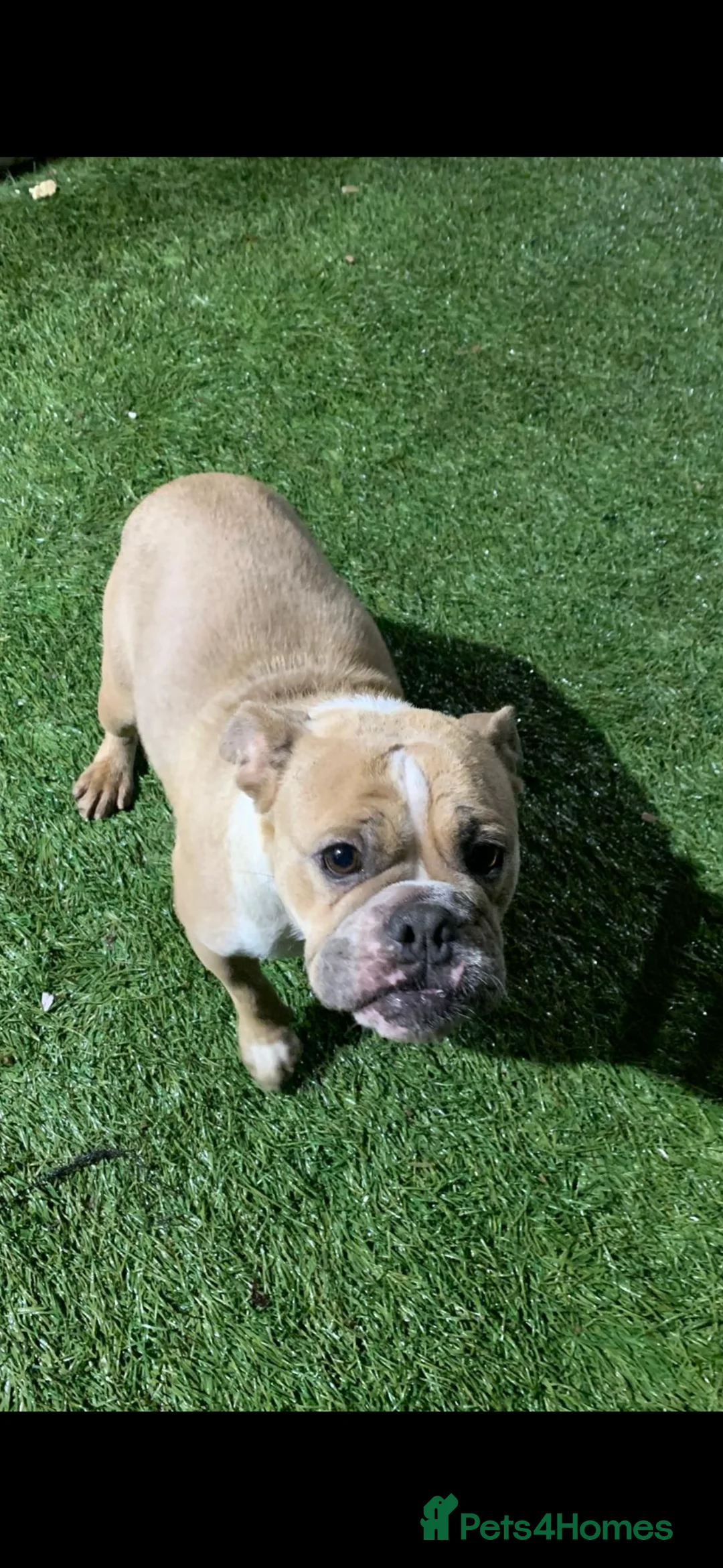 English Bulldog dogs for sale: English bulldog puppies  - Advert 1