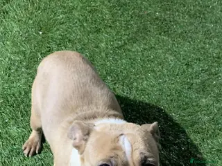 English Bulldog dogs English bulldog puppies - Advert 3