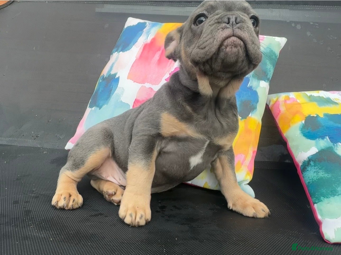 French Bulldog dogs for sale: Frenchie Puppies Ready to go now  in Halesowen - Advert 5