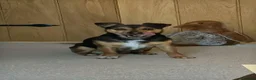 Jack Russell dogs for sale: Jack russell - Advert 3