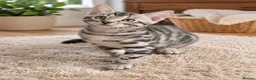 Bengal cats for sale: Stunning Silver TICA reg kitten - Advert 4