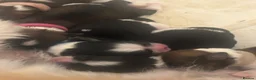 Shih Tzu dogs for sale: Shih Tzu puppies - Advert 7