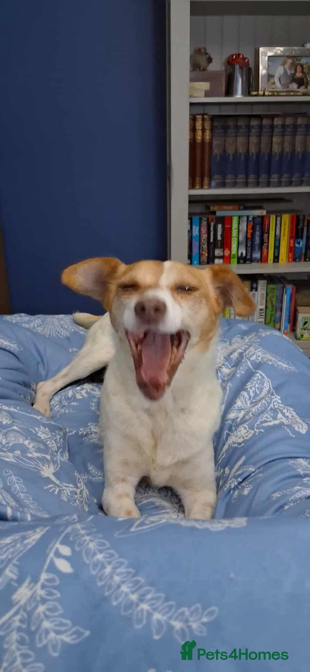 Jack Russell dogs for adoption: Lovely Pepper  - Image 1