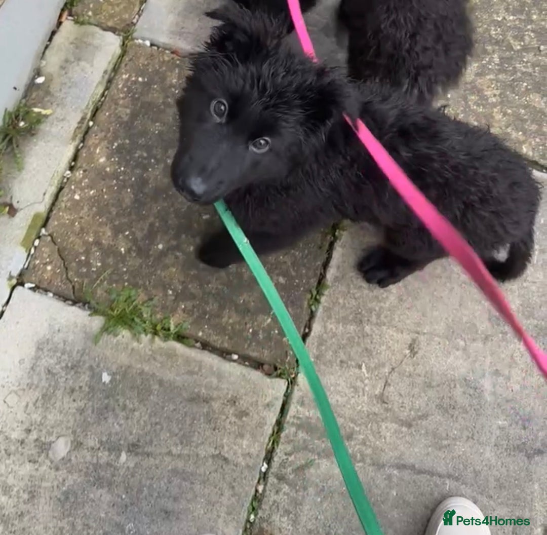 German Shepherd dogs for sale: 1 Purebred black GSD puppy - Advert 5