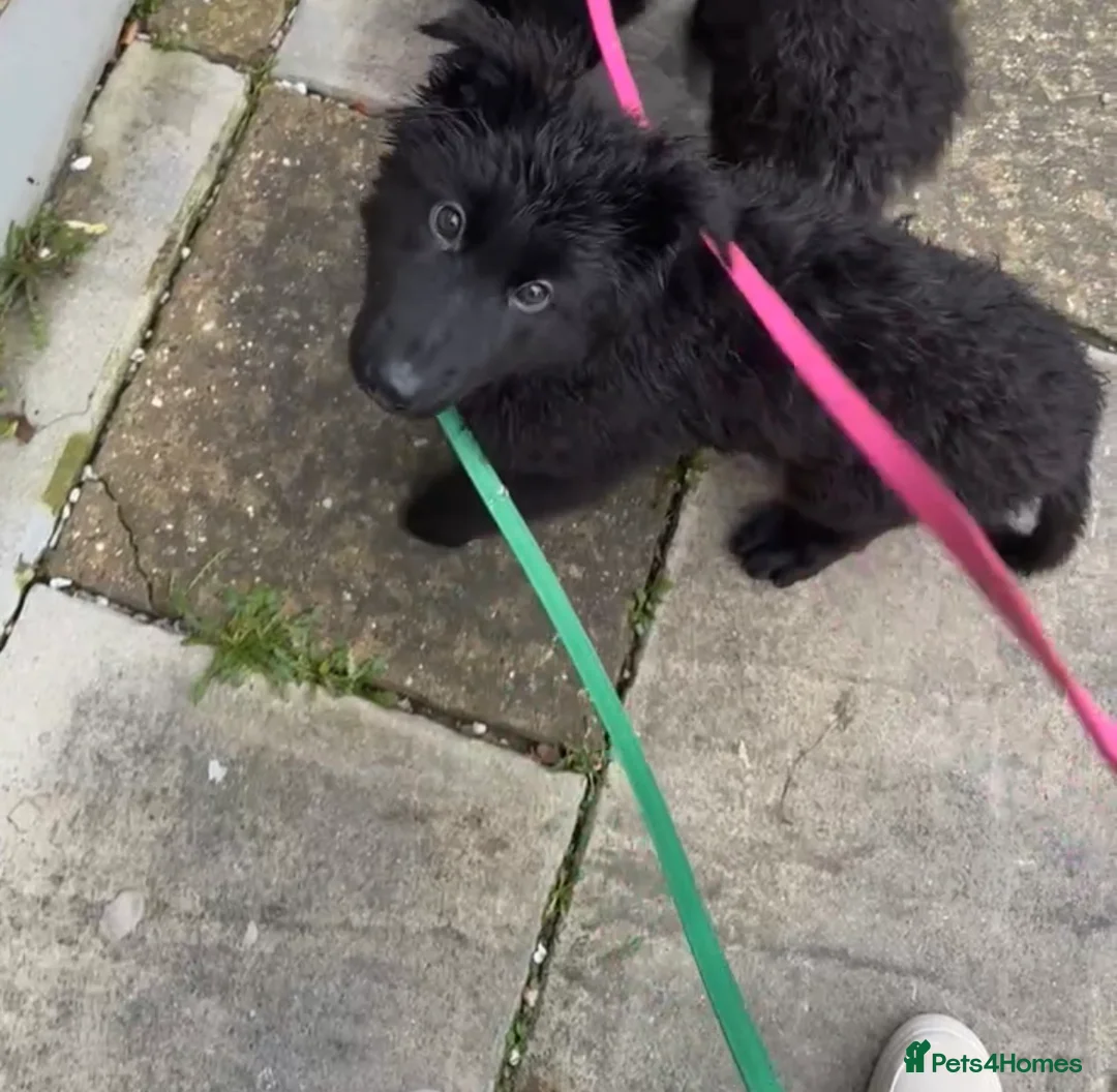 German Shepherd dogs for sale: 1 Purebred black GSD puppy - Advert 5