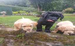 Labrador Retriever dogs for sale: KC Registered Labrador puppies  - Image 7