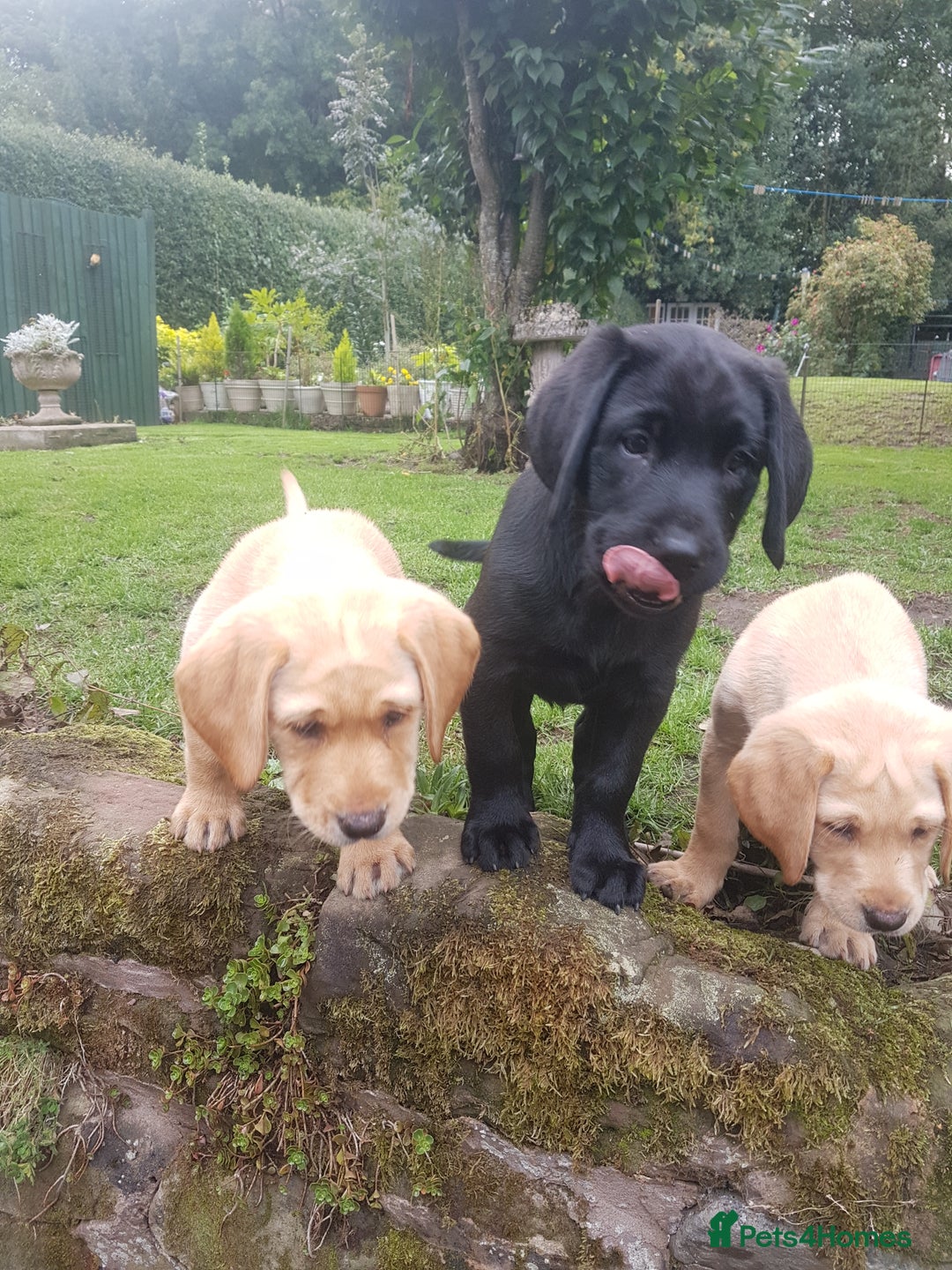 Labrador Retriever dogs for sale: KC Registered Labrador puppies  - Image 7