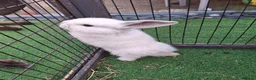 Mini Lop rabbits for sale: Mini lop baby rabbits  - Advert 7