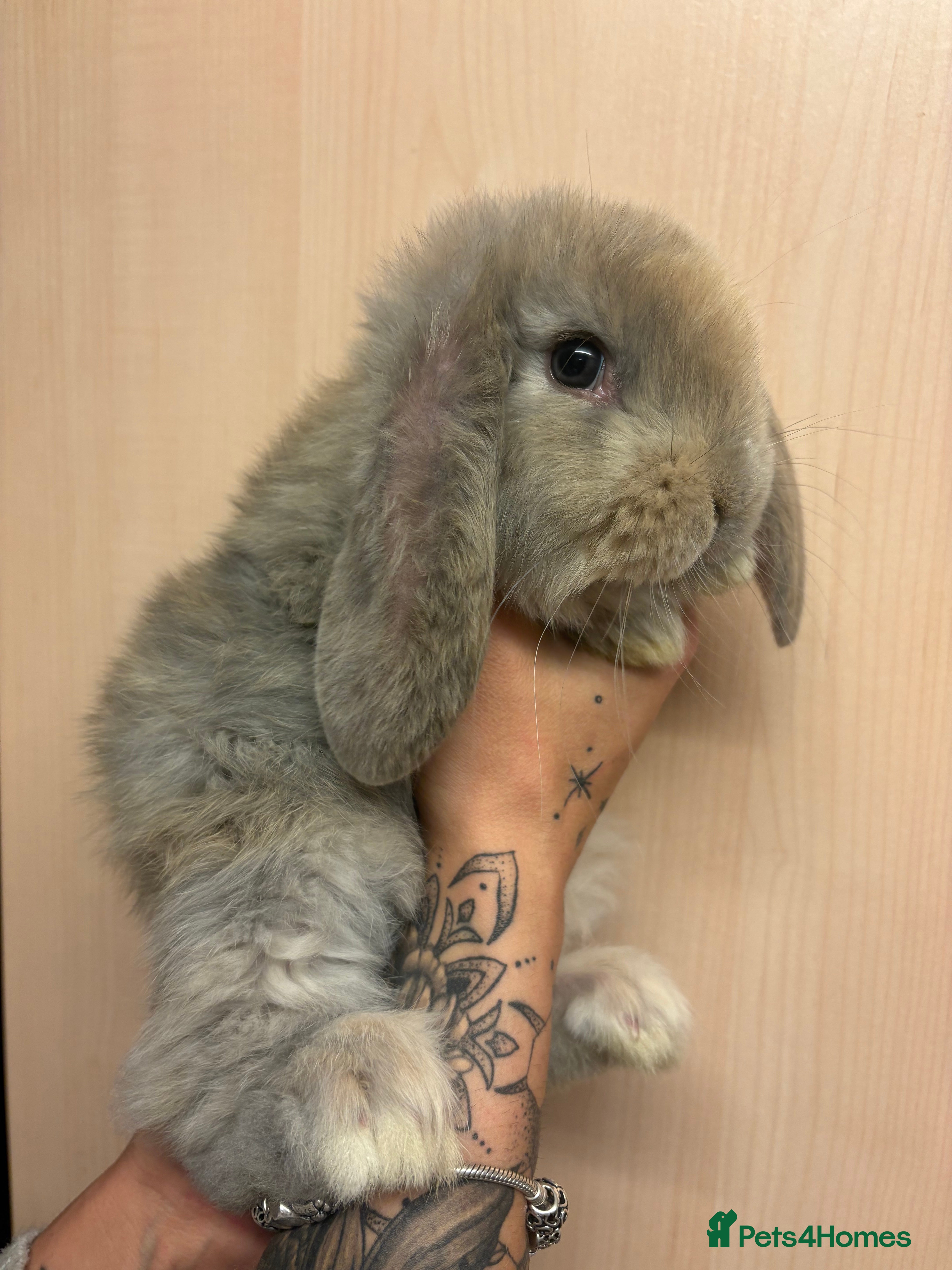 French Lop rabbits French lop babies - Advert 1