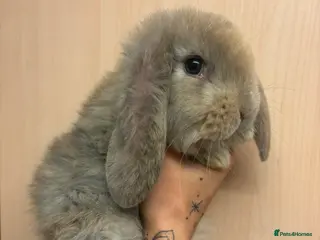 French Lop rabbits French lop babies - Advert 3