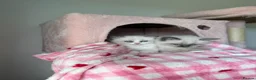 Ragdoll cats for sale: Pure bred European Ragdolls  - Advert 31