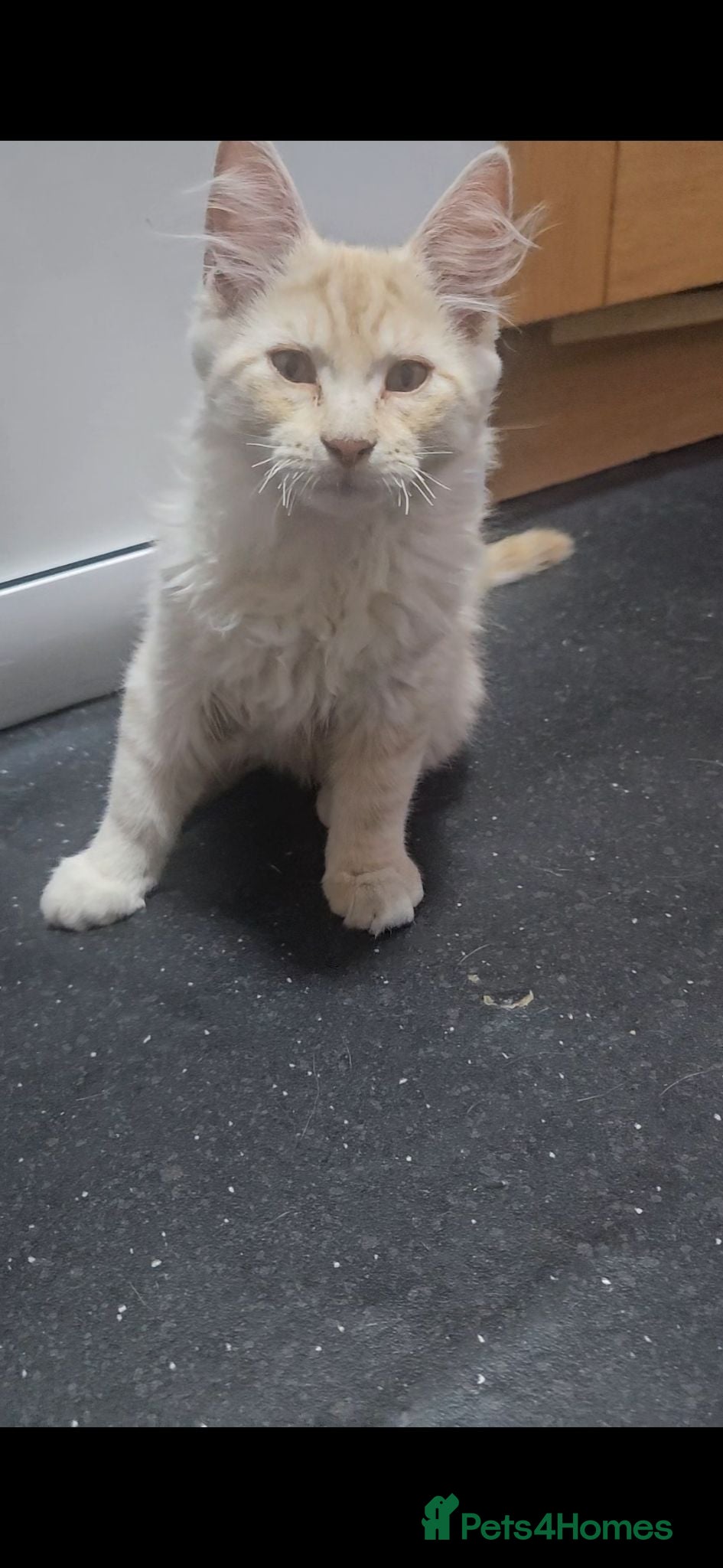 Maine Coon cats Stunning xl TICA Registered Maine coon Kittens  - Advert 1