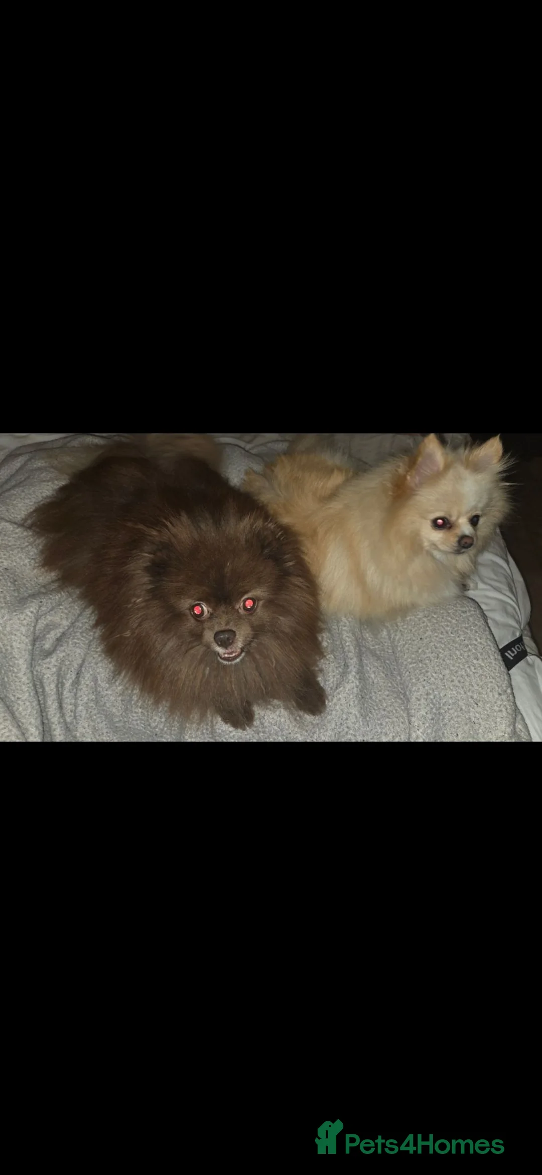 Pomeranian dogs for sale: 2 pomeranian for sale  in Croydon - Advert 2