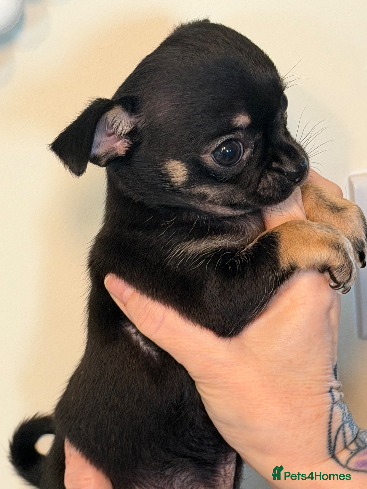 Chihuahua dogs Black & tan chihuahua tea cup  - Advert 1