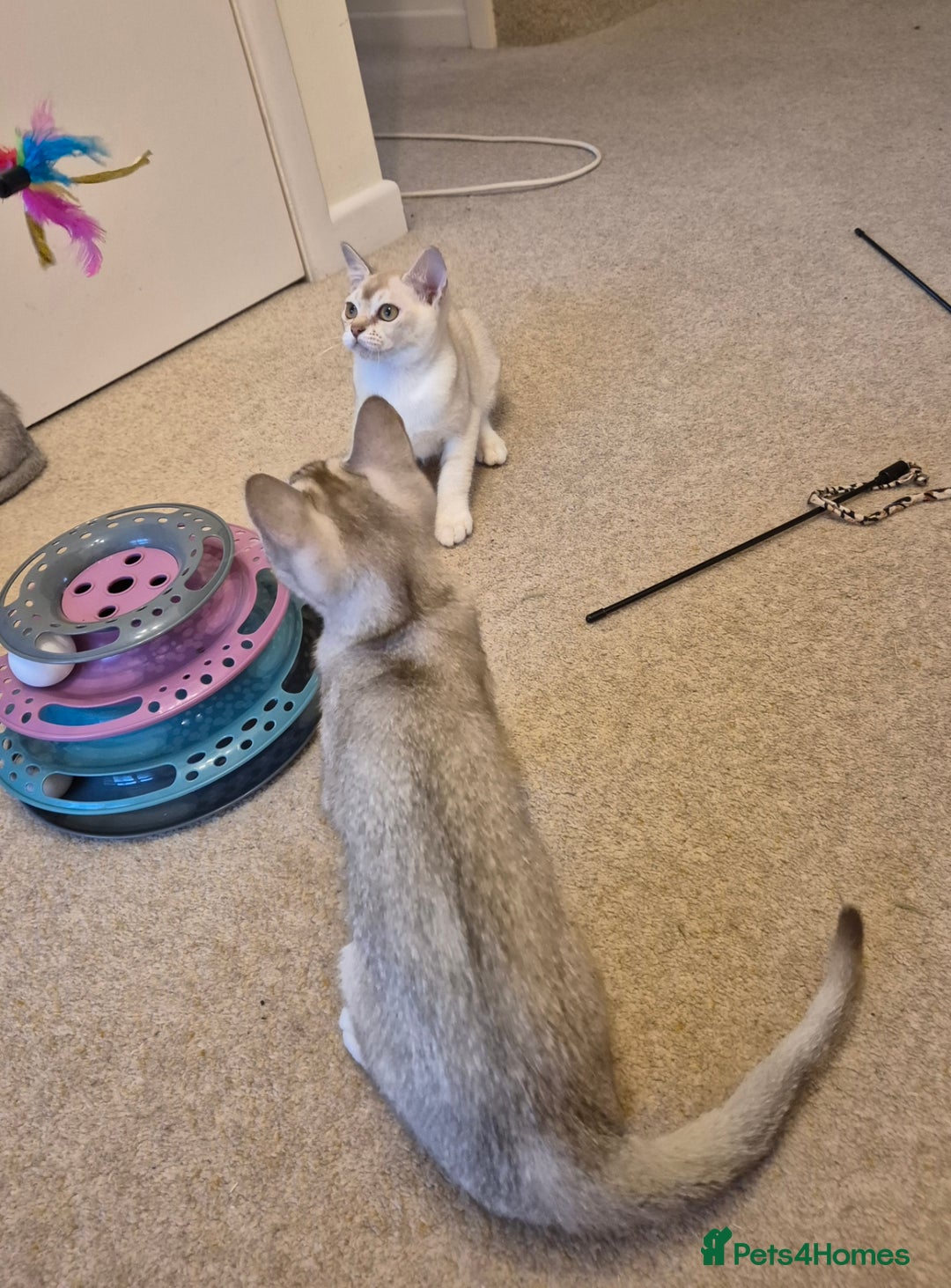 Burmilla cats for sale: Pedigree Burmilla Kittens - Advert 5