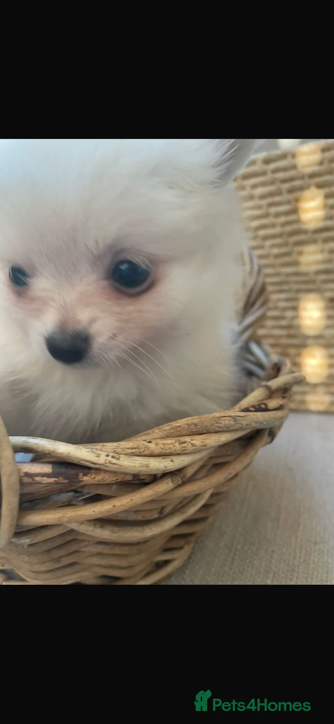 Pomchi dogs for sale: Pomchi - Advert 7