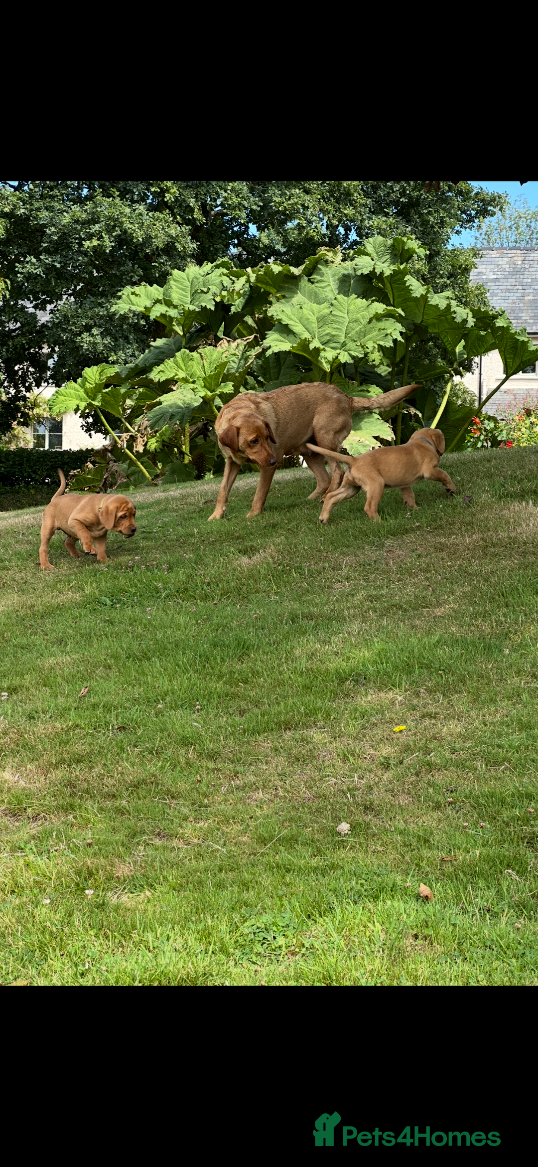 Labrador Retriever dogs for sale: Stunning Fox Red Labrador Puppies - Image 14