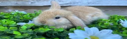 Mini Lop rabbits for sale: Gorgeous pure Mini lops  - Advert 4