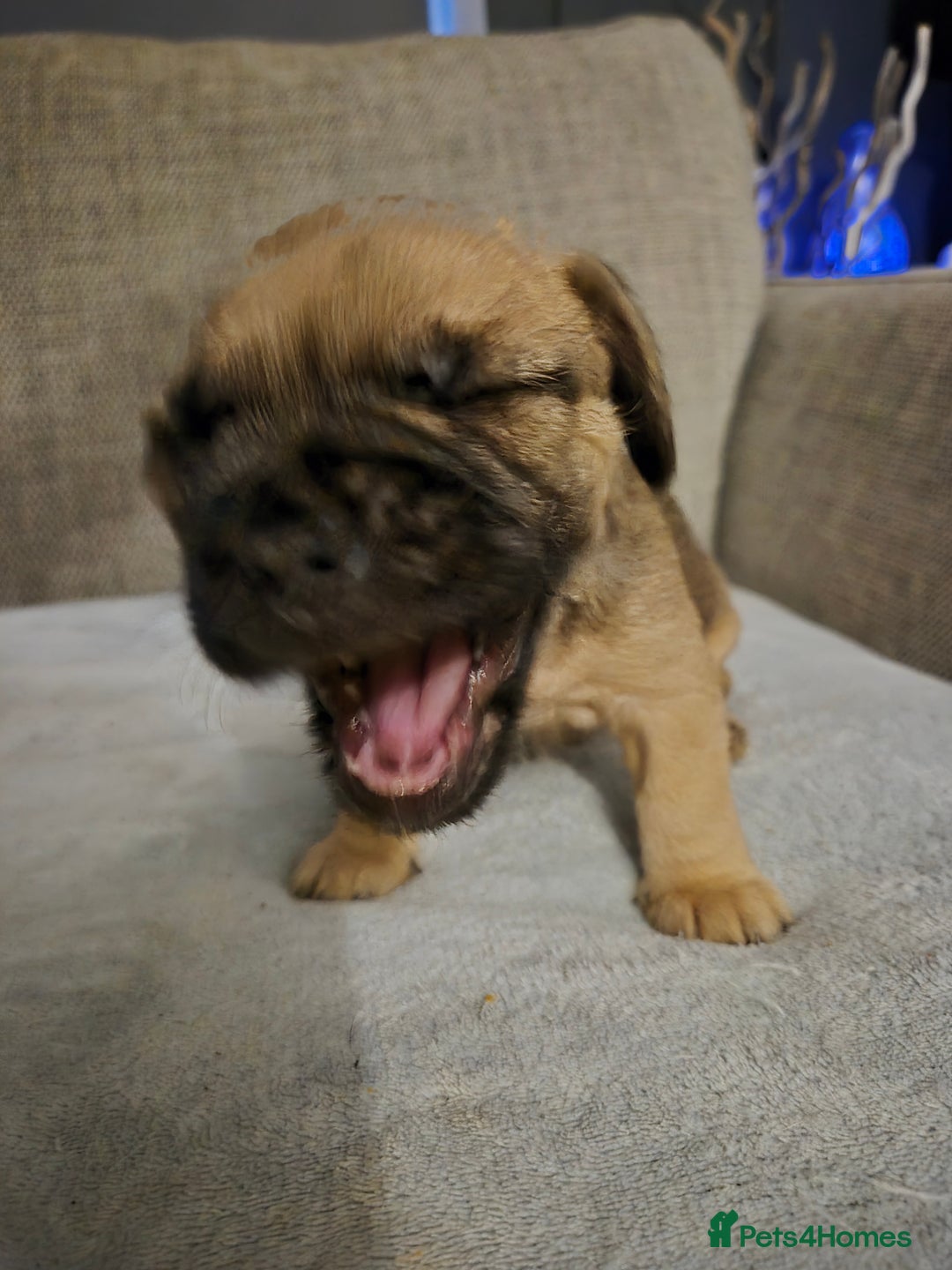 Mixed Breed dogs for sale: Frenchbulldog  cross puppies  - Advert 10