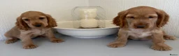 Cocker Spaniel dogs for sale: Show-type cocker spaniels - Advert 9