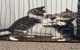 Domestic Shorthair cats for sale: 4 little Cats.  - Image 2