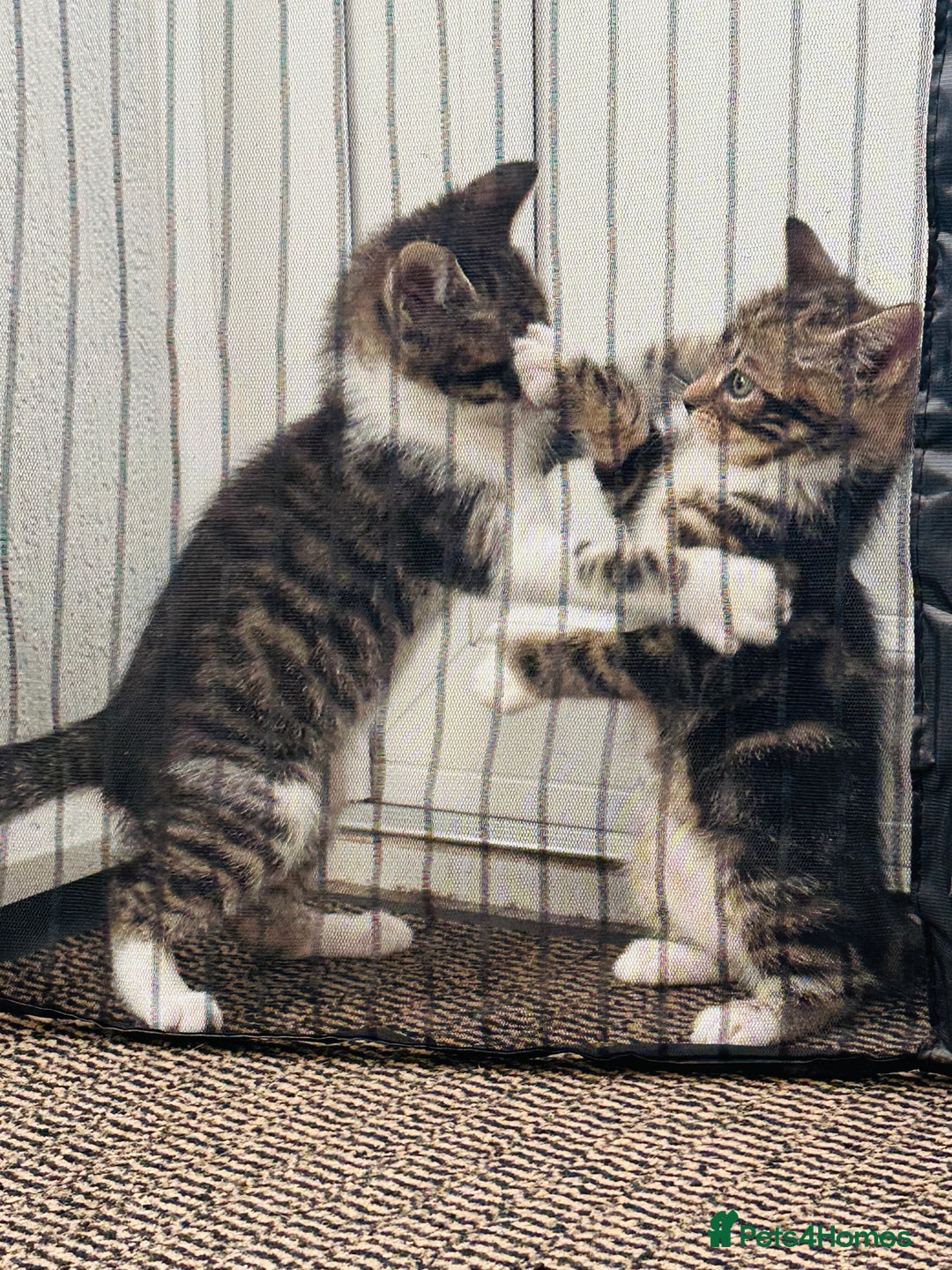 Domestic Shorthair cats for sale: 4 little Cats.  - Image 2