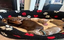 Dachshund dogs for sale: Miniature dapple chocolate boy puppies - Image 5