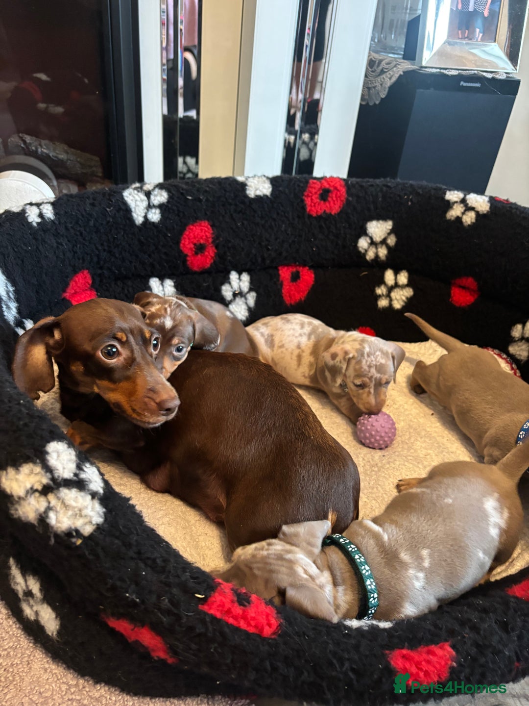 Dachshund dogs for sale: Miniature dapple chocolate boy puppies - Image 5